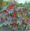 Ricinus Communis